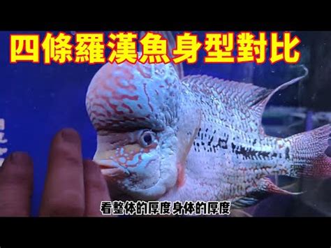 羅漢魚價格|羅漢魚｜優惠推